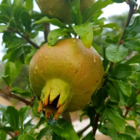 Kuca Za Odmor Mile Drniš