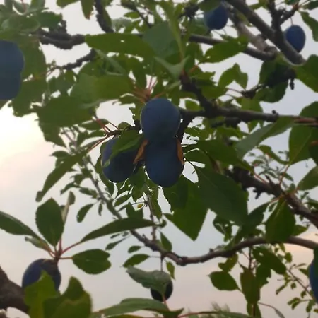 Kuca Za Odmor Mile Drniš