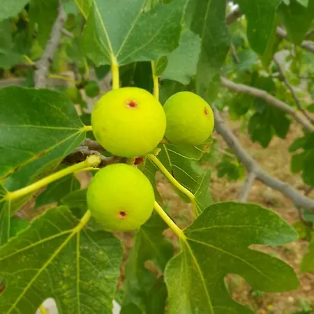 Kuca Za Odmor Mile