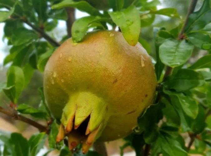 Kuca Za Odmor Mile Drniš