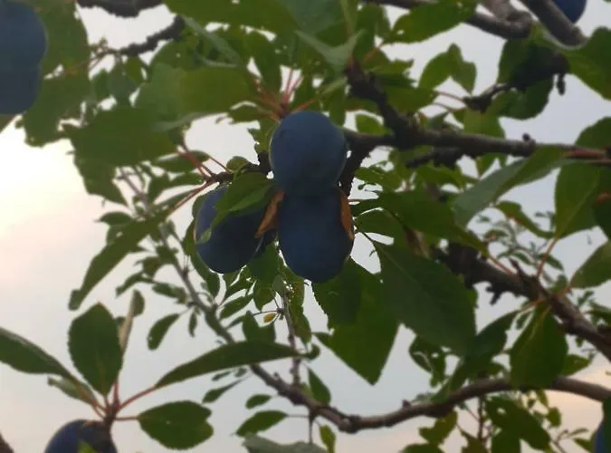 Kuca Za Odmor Mile Drniš