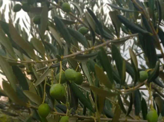 Vakantiehuis Kuca Za Odmor Mile